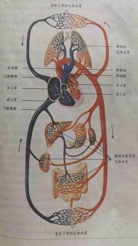 图片血液循环