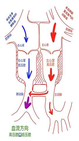 图片人体血液循环模式图