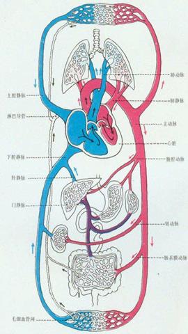 图片人体血液循环模式图