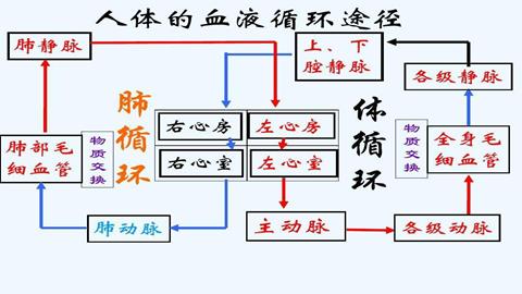 图片血液循环示意图