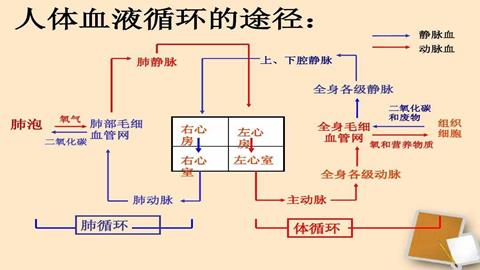 图片血液循环示意图
