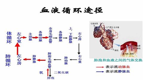 图片血液循环示意图