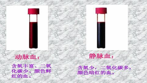 图片动脉血（左）与静脉血（右）