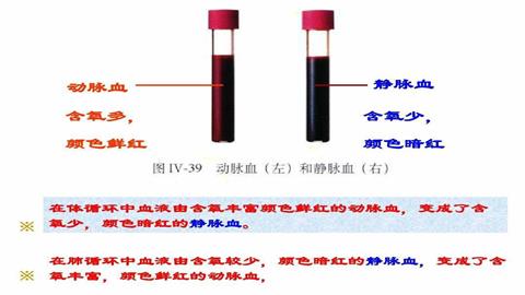 图片动脉血（左）与静脉血（右）