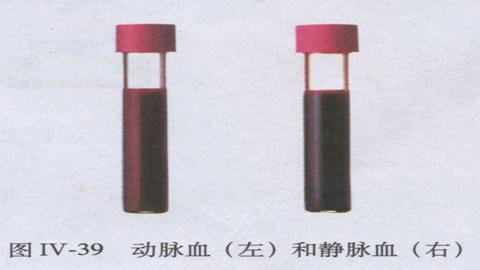 图片动脉血（左）与静脉血（右）