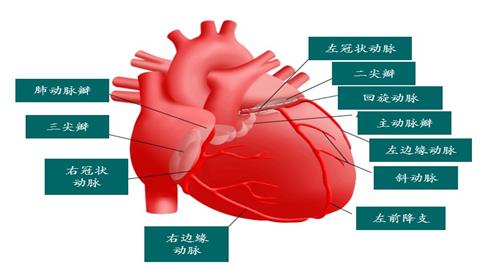 图片冠状动脉示意图（不同颜色表示冠状动脉分支到达的不同区域）