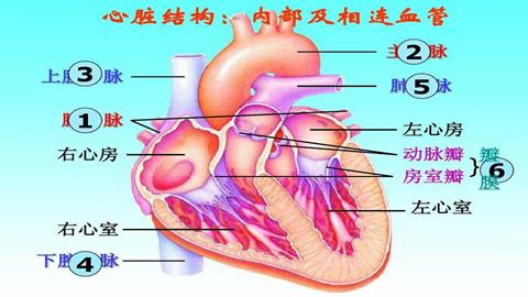 图片心脏的结构