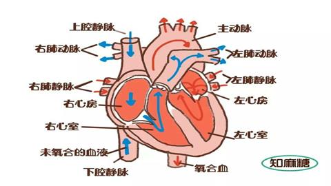 图片心脏的结构