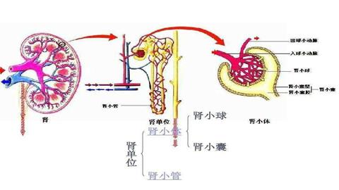 图片肾的内部结构
