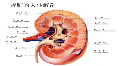 图片肾的立体解剖图