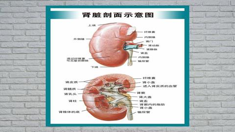图片肾的立体解剖图