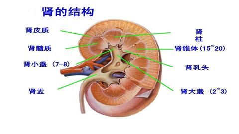 图片肾纵剖结构模式图