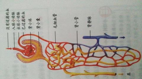图片肾单位