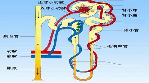 图片肾单位结构模式图