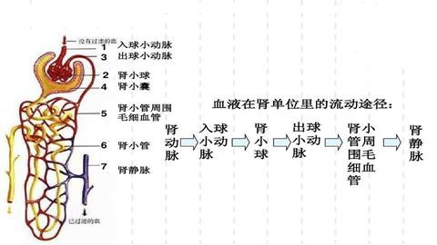 图片肾单位结构模式图