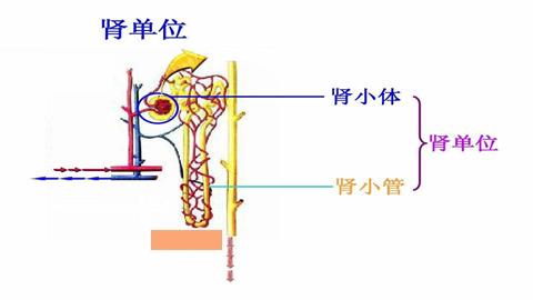 图片肾单位结构模式图