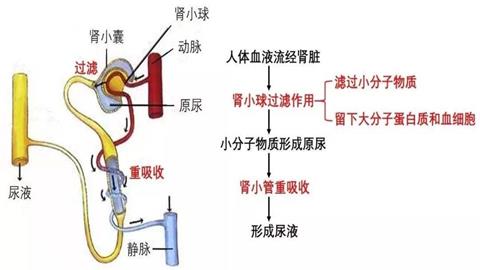 图片尿的形成