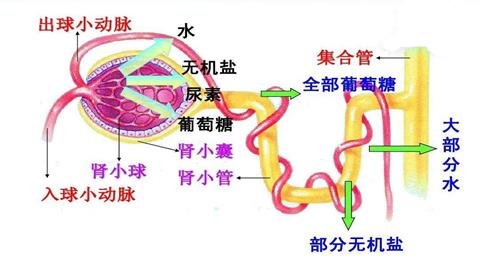 图片尿的形成