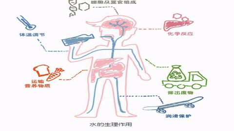 图片人体排泄的途径及其主要排泄物