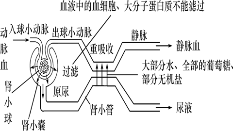 图片人体排泄的途径及其主要排泄物