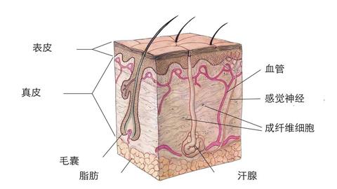 图片汗腺的结构