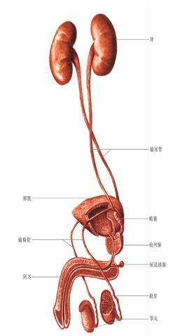 图片泌尿系统的组成