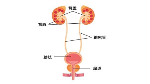 图片泌尿系统的组成