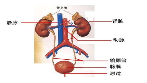 图片泌尿系统的组成