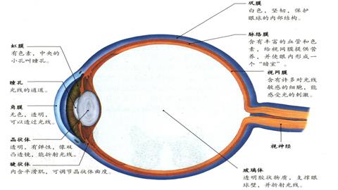 图片眼球的基本结构