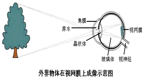 图片外界物体在视网膜上成像示意图