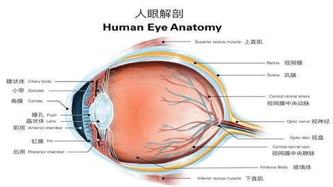 图片眼球的基本结构