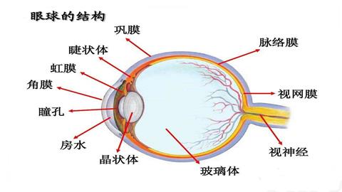 图片眼球的结构
