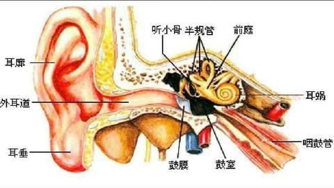 图片耳的基本结构