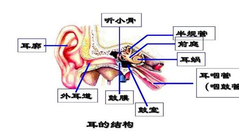 图片耳的基本结构