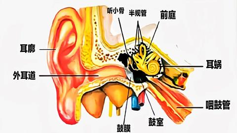 图片耳的结构模式图