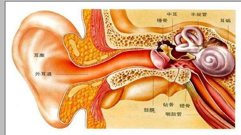 图片耳的结构模式图