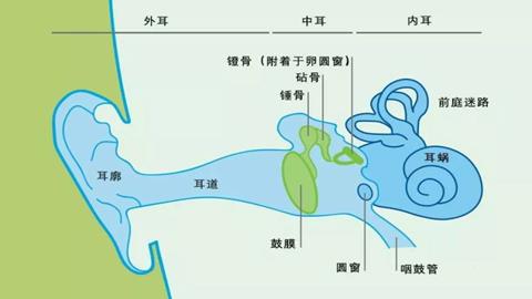 图片听小骨的振动