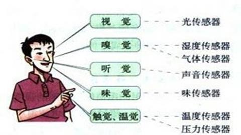 图片感觉器官