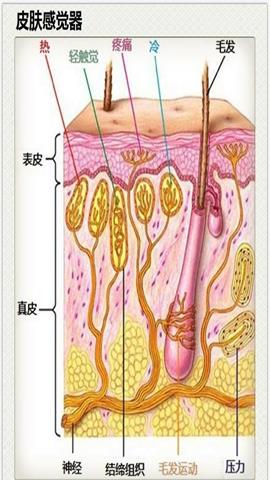 图片皮肤中的感受器
