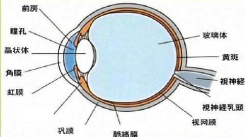图片眼球结构示意图