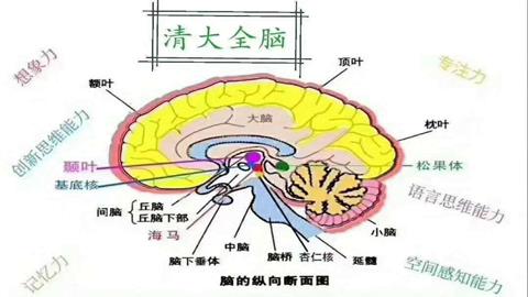 图片脑的剖面