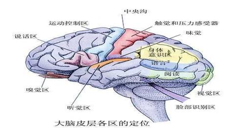 图片大脑皮层的主要功能区域