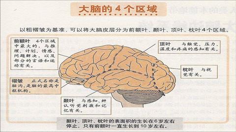图片大脑皮层的主要功能区域