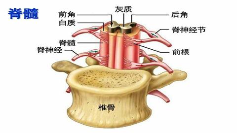 图片脊髓