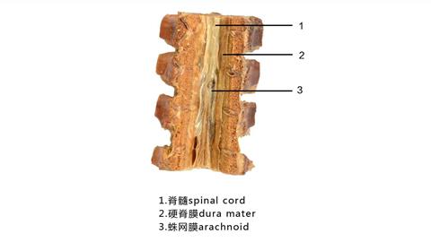 图片脊髓