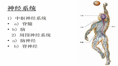 图片神经系统的组成和功能