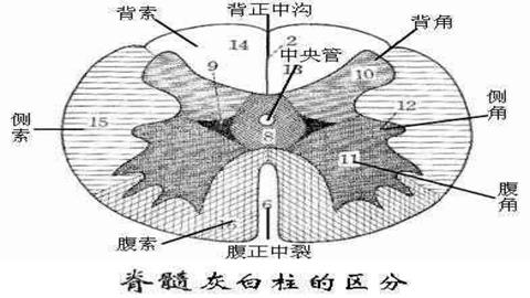 图片脊髓横切面