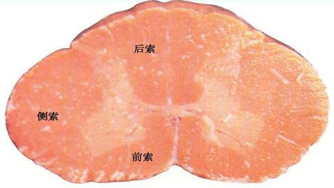 图片脊髓横切面