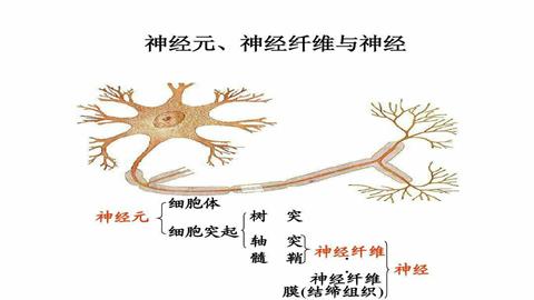 图片神经元模式图