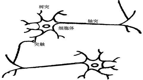 图片神经元的结构及神经元之间的相互联系